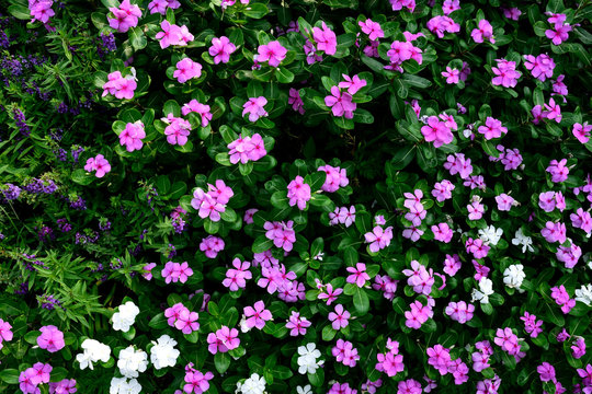 Madagascar Periwinkle