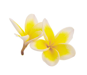 White plumeria rubra flower isolated on White background