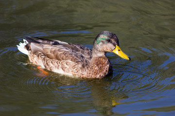 Fototapeta premium Duck swims