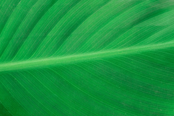leaves background texture