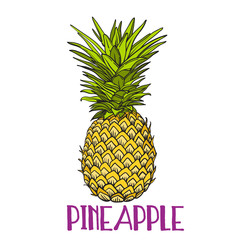 Pineapple tropical fruit. Vector object. Health symbol.