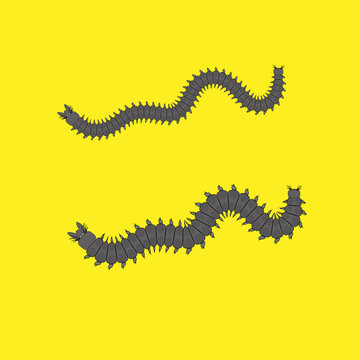 Centipede Worms Vector