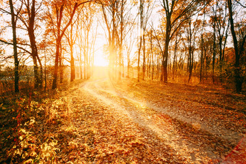 Winding Countryside Road Path Walkway Through Autumn Forest. Sunset