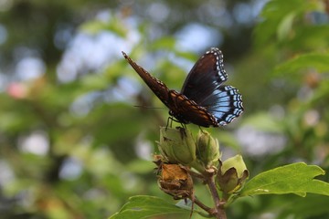 On wings of blue