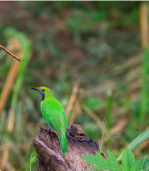 Golden-fronted leafbird on the branch