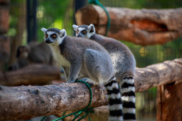 Two lemurs on branch.