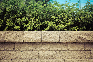Vintage Brick wall and green leaf