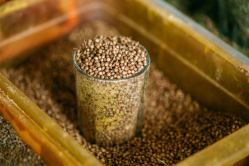 Close Full Glass Of Dried Coriander Fruits Seeds, Popular Spicy 