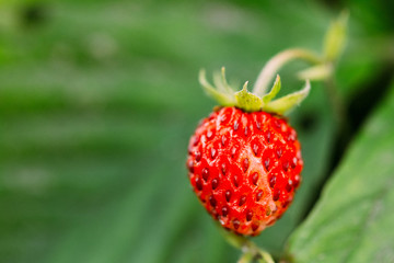 Red Wild Strawberries, Wild Strawberry. Growing Organic Wild Strawberry