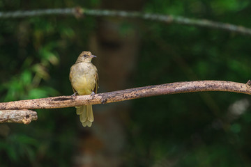 Streak-eared Bulbul (Pycnonotus blanfordi) in nature