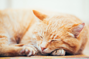 Peaceful Orange Red Tabby Cat Male Kitten Sleeping In His Bed On Floor