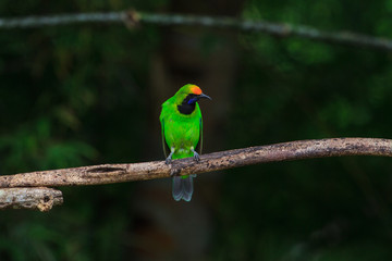 Golden-fronted leafbird on the branch