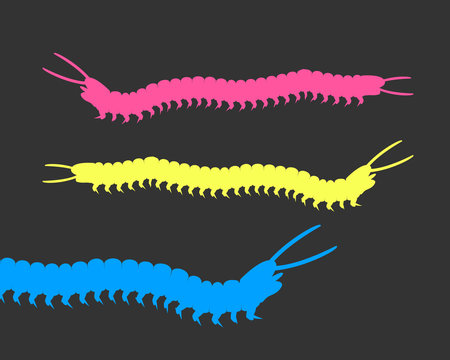 Colorful Millipede Worms