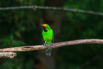 Golden-fronted leafbird on the branch