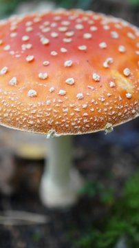 мухомор,макро, природа, осень, текстура, грибы, несъедобные грибы, шляпка, необычный, фон, цвет, поганки, флора, лес, красота, белый, красный, в крапинку,  фон