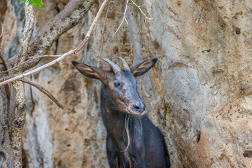 chamois deer portrait in the rocks background