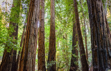 Obraz premium Muir Woods National Monument