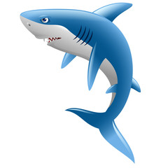 Wild shark on white background