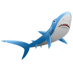 Wild shark on white background
