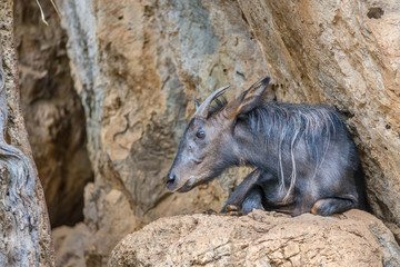 chamois deer portrait in the rocks background