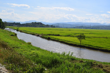 Fototapeta na wymiar rice paddy field and canal