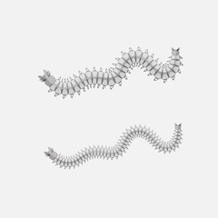 Millipede Worms Illustration