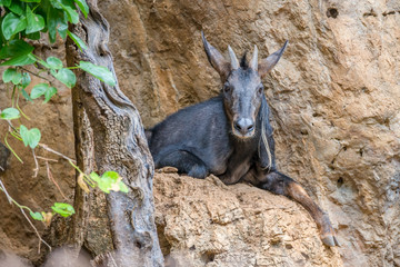 chamois deer portrait in the rocks background