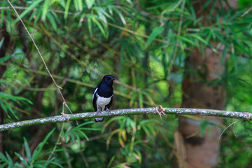 Oriental Magpie Robin bird