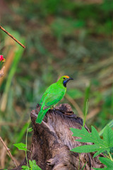 Golden-fronted leafbird on the branch