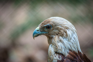 Red Tailed Hawk Close Up
