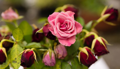 Wenn alles verloren scheint ...