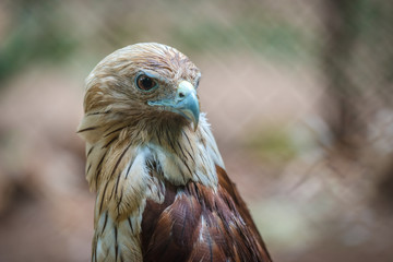 Red Tailed Hawk Close Up