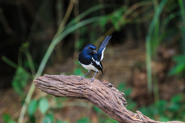 Oriental Magpie Robin bird