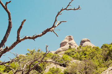 bare dry tree branches