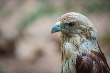 Red Tailed Hawk Close Up