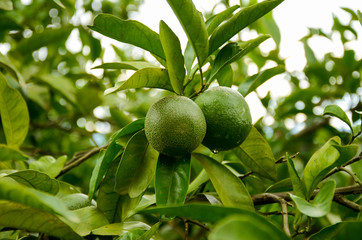 unripe green tangerine, mandarin on the plant