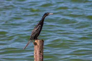 Little cormorant, Javanese cormorant (Microcarbo niger)