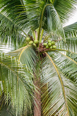 Fototapeta premium Cocotier Cocotier à l'île de la Réunion.