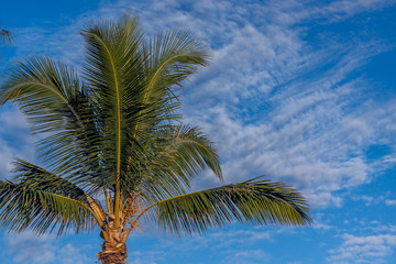 Obraz premium Cocotier Cocotier à l'île de la Réunion.