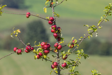 Rote Äpfel am Baum