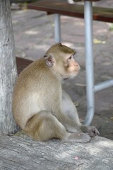 monkey in garden