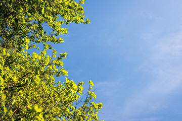 Fototapeta premium green leaves on a blue sky