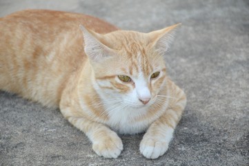 close up yellow cat on the floor