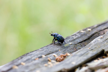 Käfer sucht seine Braut