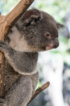 Niedlicher Koala klammert am Ast