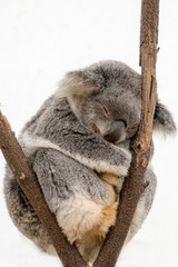Fototapeta premium Koala schläft auf einem Ast
