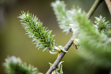 green leaves on a bed of green bush
