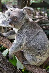 Junger Koala auf einem Ast sitzend, Australien