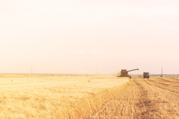 Golden wheat field with blue sky in background during the harves