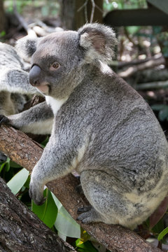 Junger Koala auf einem Ast sitzend, Australien